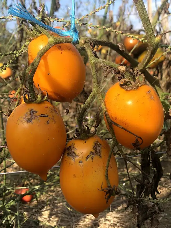 Tomaten: Russian Lemon