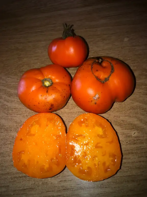 Tomaten: Russian Persimmon