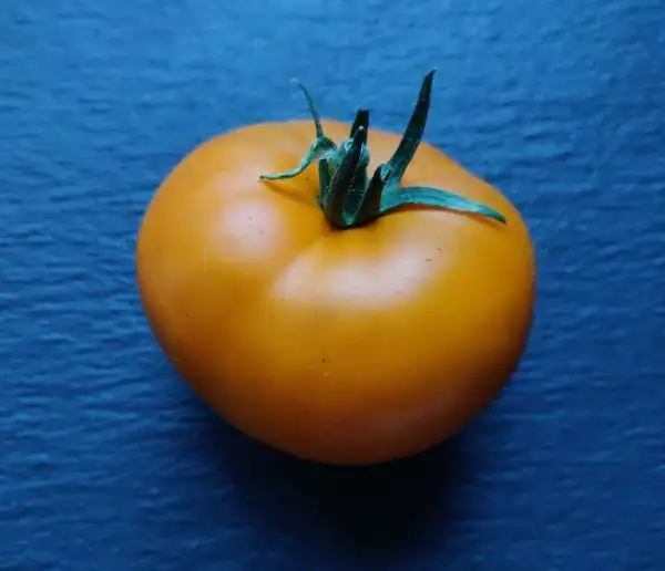 Tomaten: Russian Persimmon