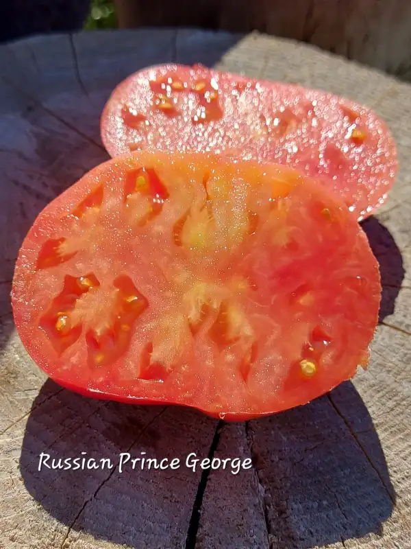 Tomaten: Russian Prince George