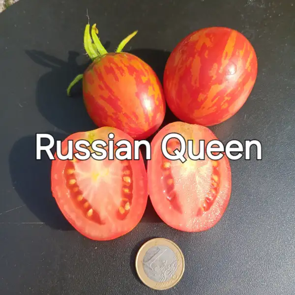 Tomaten: Russian queen