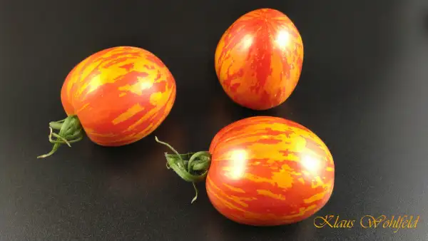 Tomaten: Russian queen