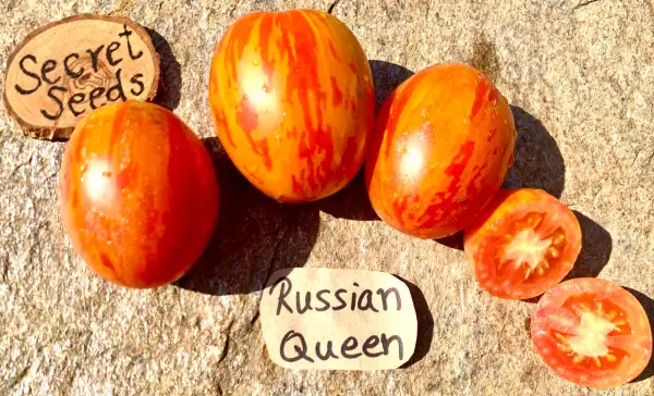 Tomaten: Russian queen