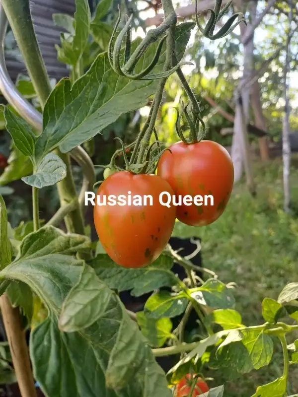 Tomaten: Russian queen