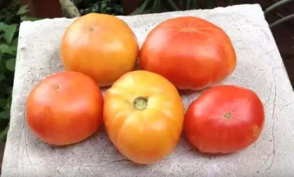 Tomaten: Russian Swirl