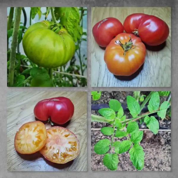 Tomaten: Russian Swirl Dwarf