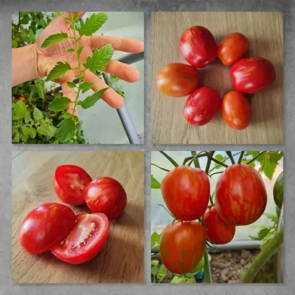 Tomaten: Russin Queen