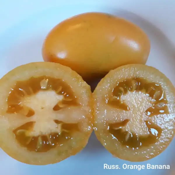 Tomaten: Russisch Orange Banana