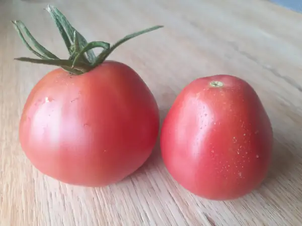 Tomaten: Russische Birne