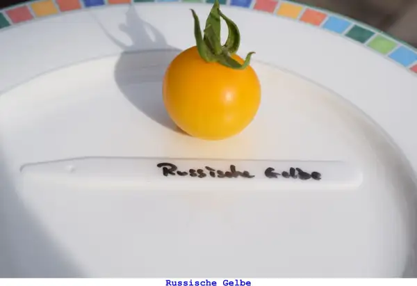 Tomaten: Russische Gelbe