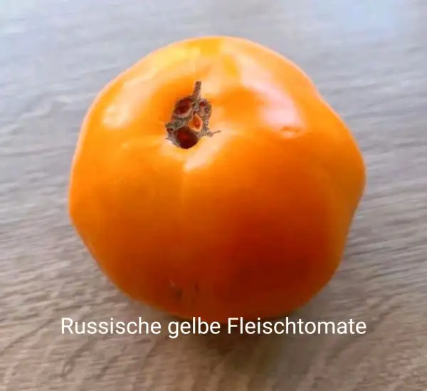 Tomaten: Russische gelbe Fleischtomate