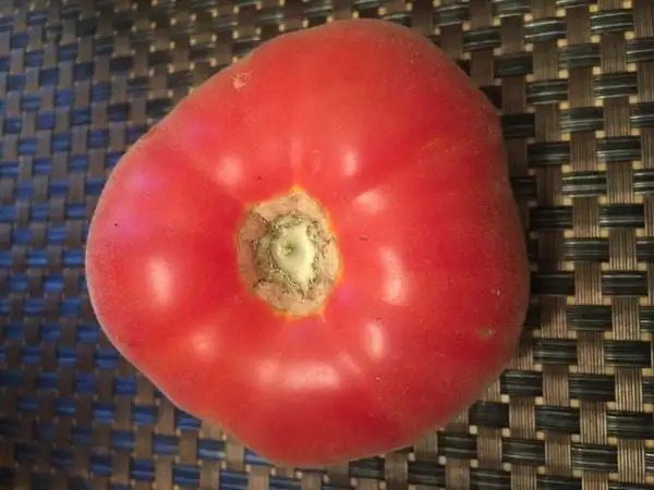 Tomaten: Russische Pfirsichtomate