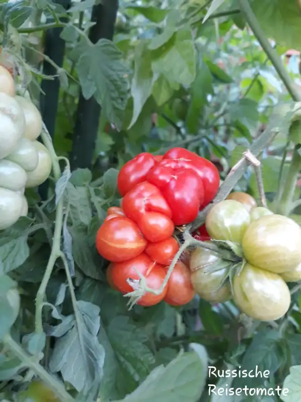 Tomaten: Russische Reisetomate