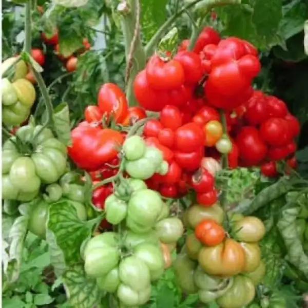 Tomaten: Russische Reisetomate