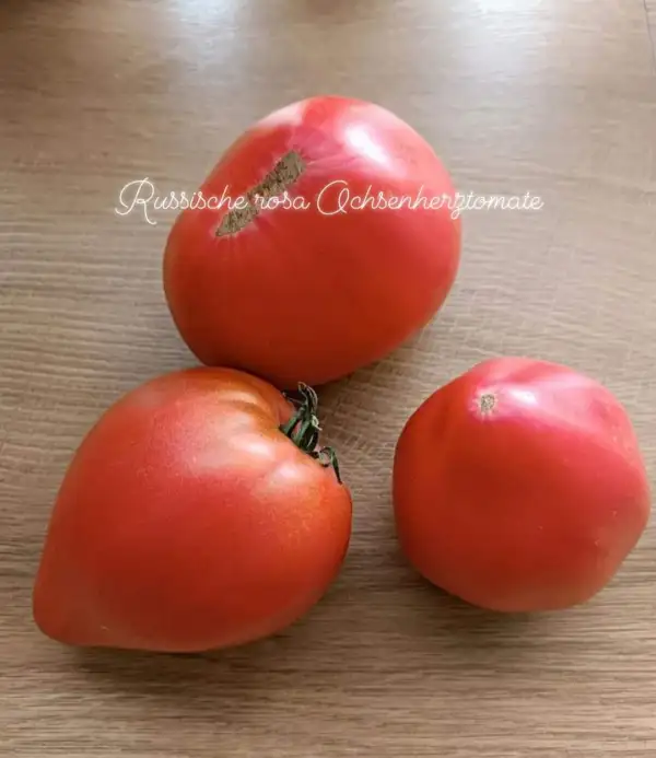 Tomaten: Russische rosa Ochsenherztomate