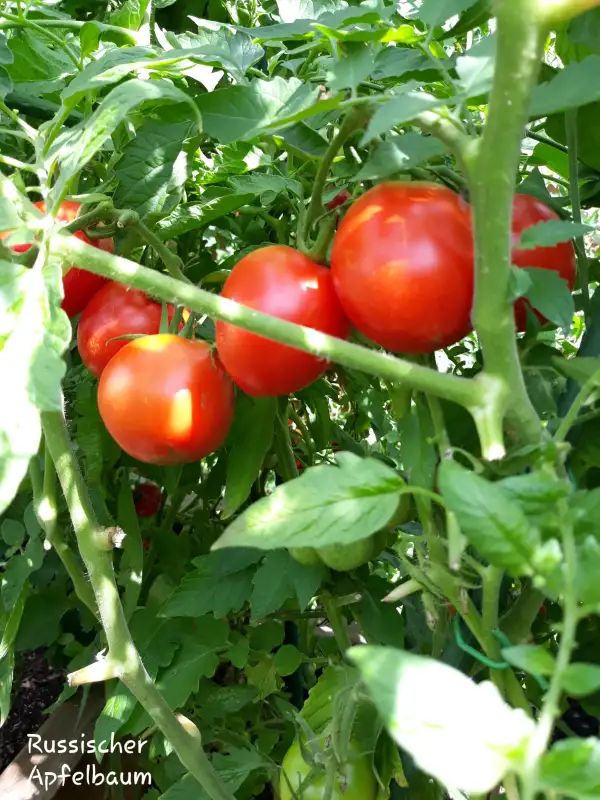 Tomaten: Russischer Apfelbaum