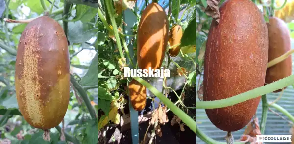 Gurken: Russkaja