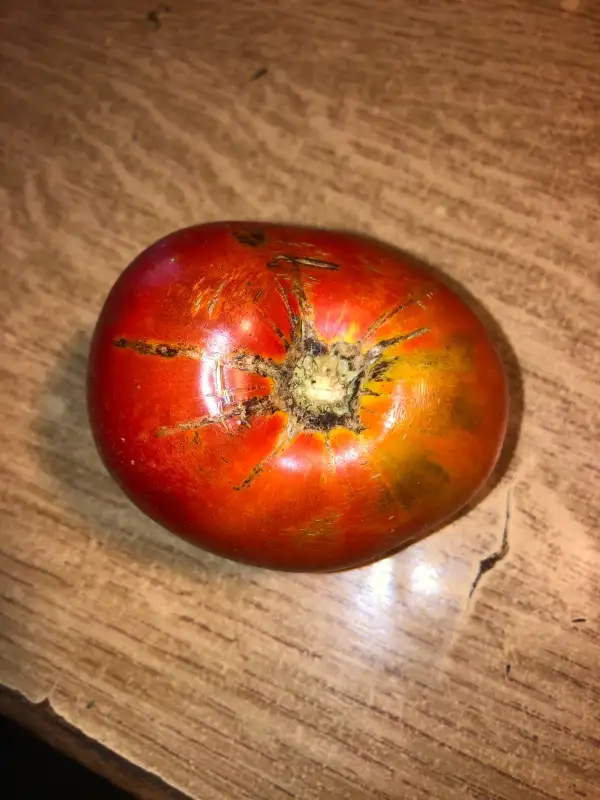 Tomaten: Russkiy Krasavec