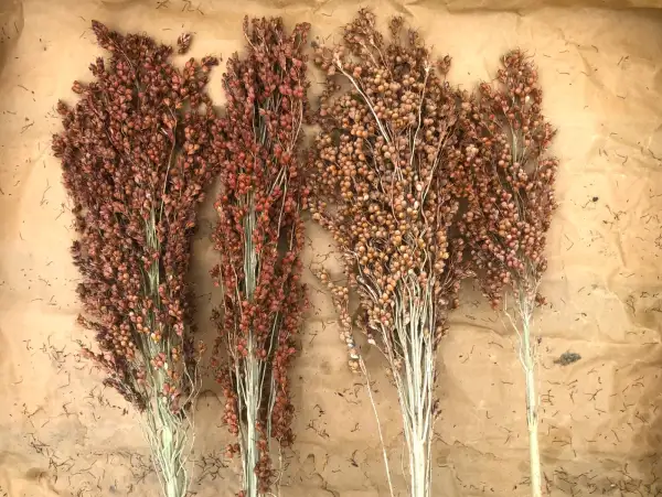 andere Gemüse: Rusty Red (Sorghum bicolor)