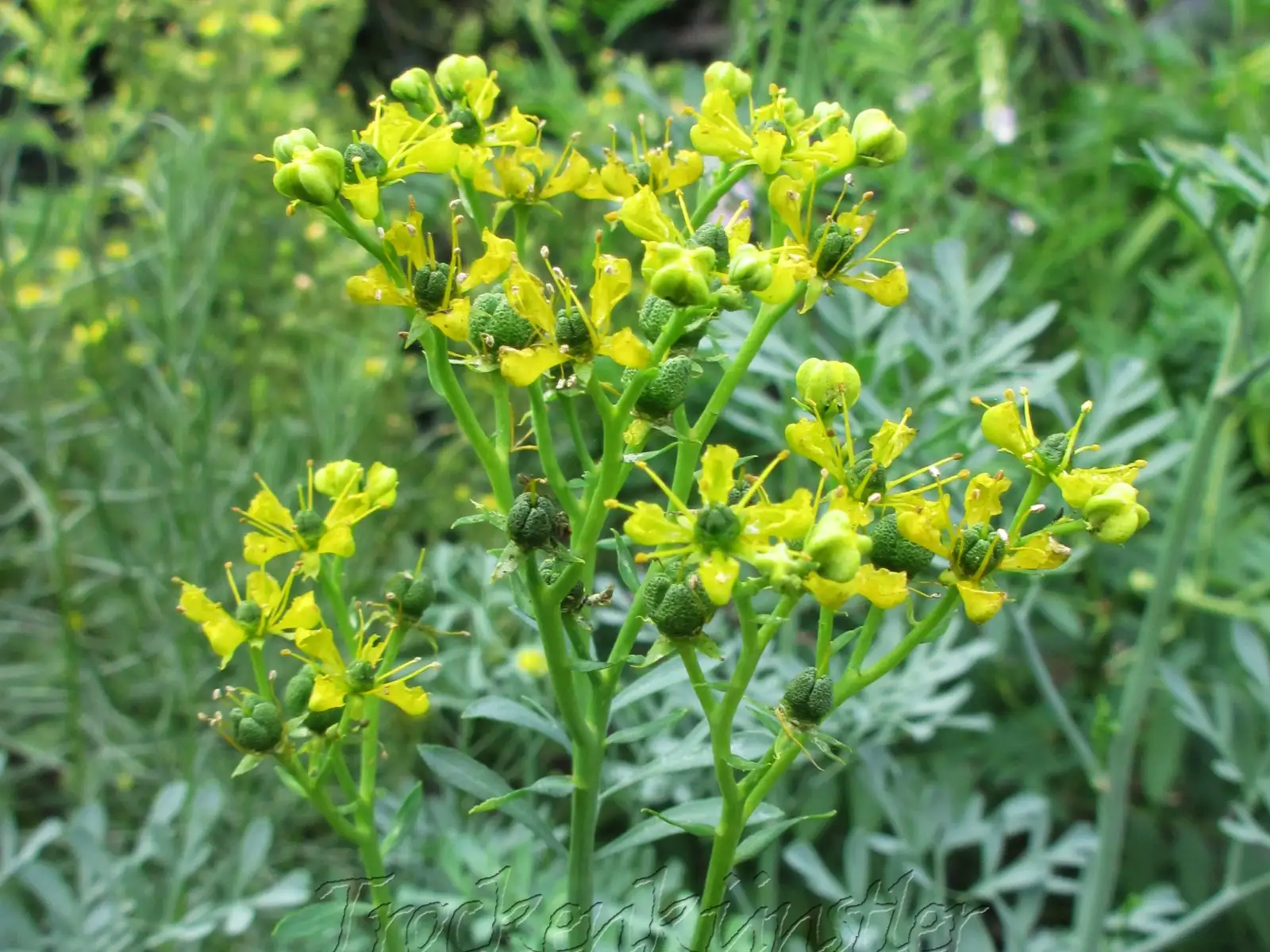 Kräuter: Ruta graveolens ‣ ‣ ‣ ‣ Weinraute ‣ ‣ Common rue