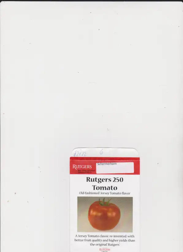 Tomaten: Rutgers 250 Schermerhorn Jersey