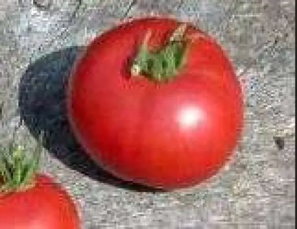 Tomaten: Rutgers