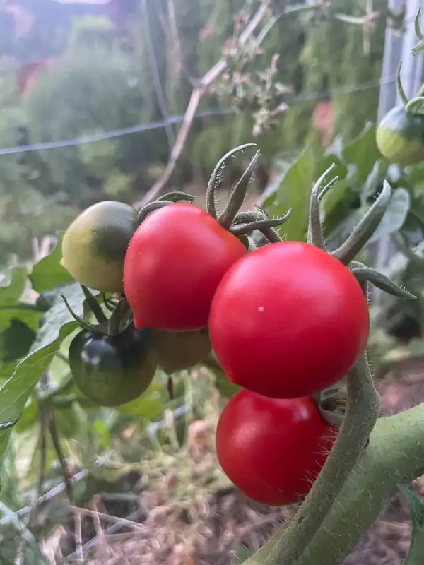 Tomaten: Ruthie rot