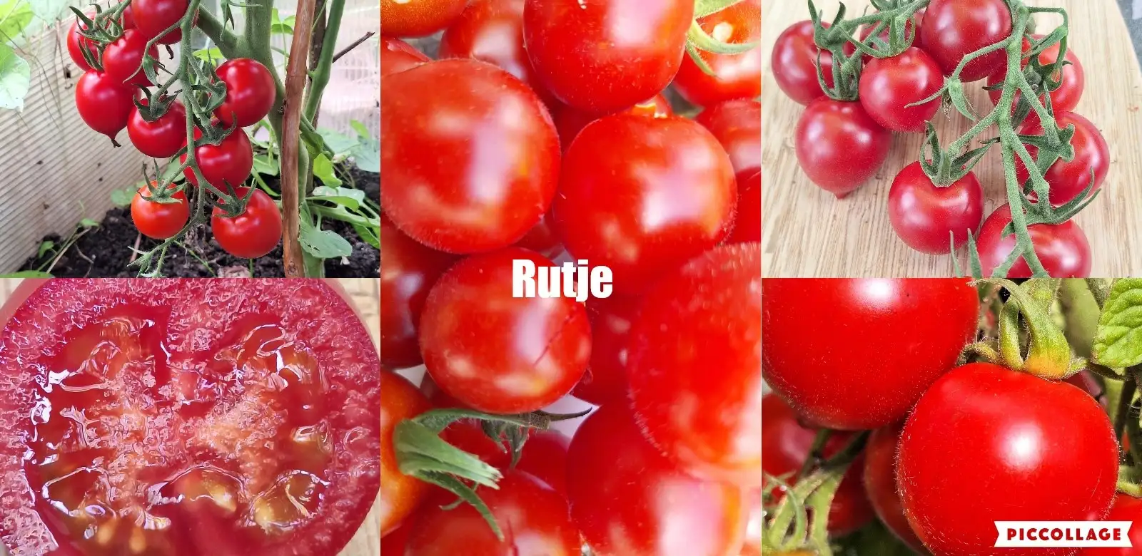 Tomaten: Ruthje - toller Geschmack