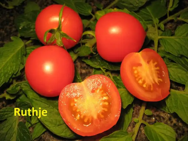 Tomaten: Ruthje