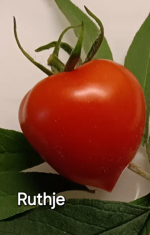 Tomaten: Ruthje
