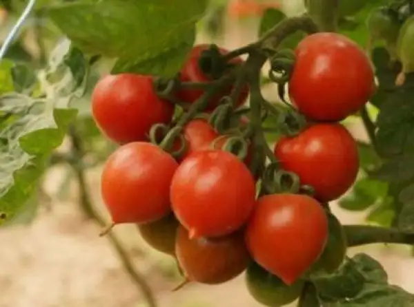 Tomaten: Ruthje