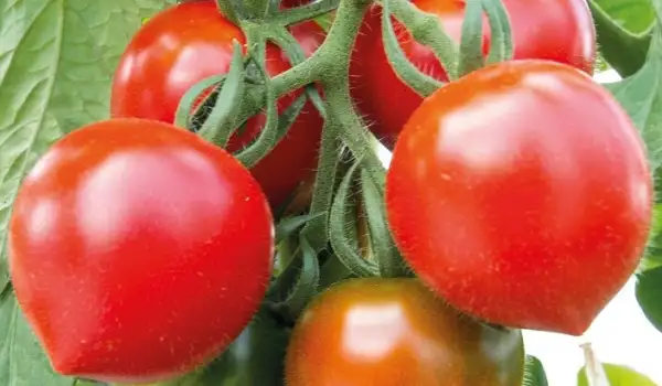 Tomaten: Ruthje