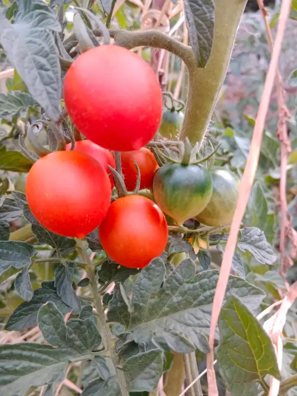 Tomaten: Ruthje