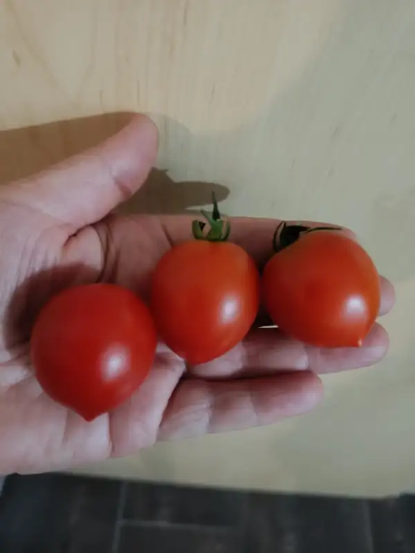 Tomaten: Ruthje
