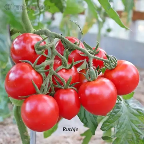 Tomaten: Ruthje