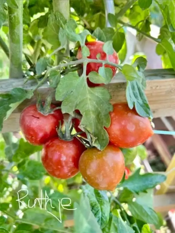 Tomaten: Ruthje