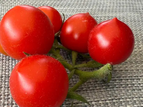 Tomaten: Ruthje