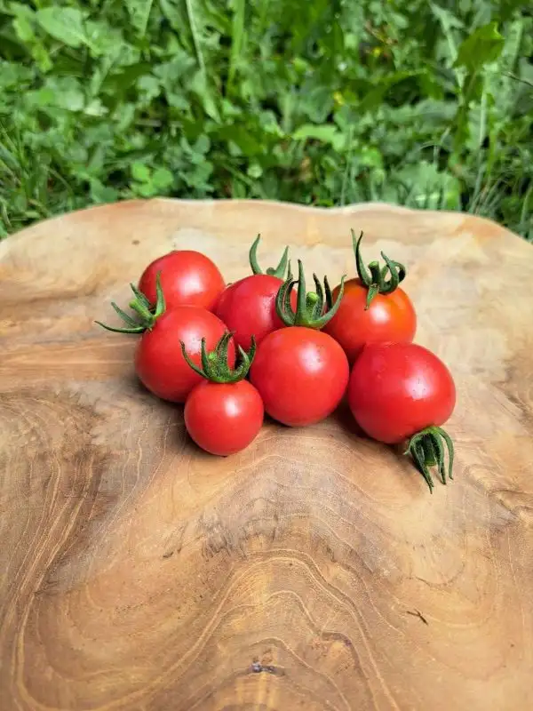 Tomaten: Ruthje