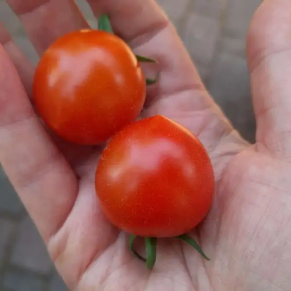 Tomaten: Ruthje