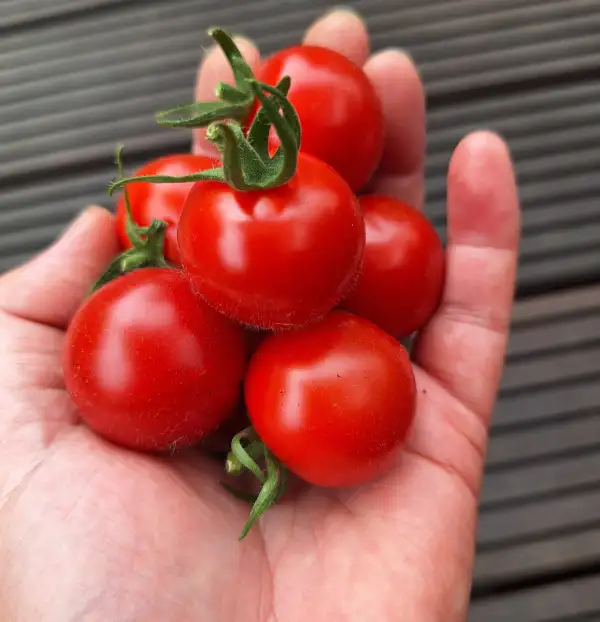 Tomaten: Ruthje