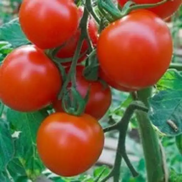 Tomaten: Ruthje