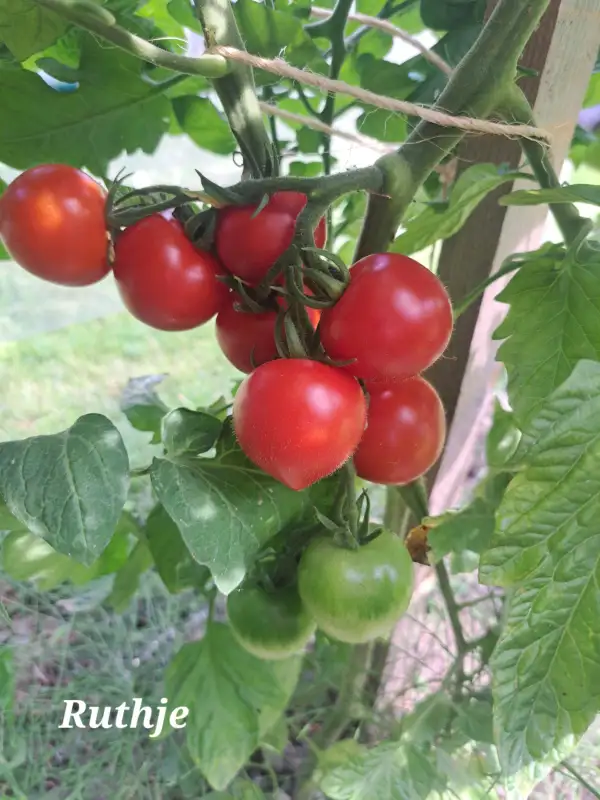 Tomaten: Ruthje