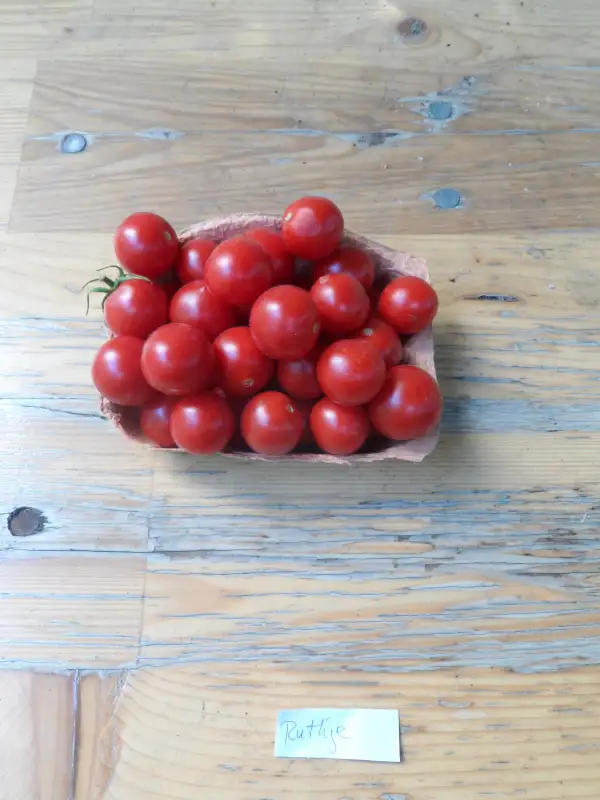 Tomaten: Ruthje ( Kat# 2630 )