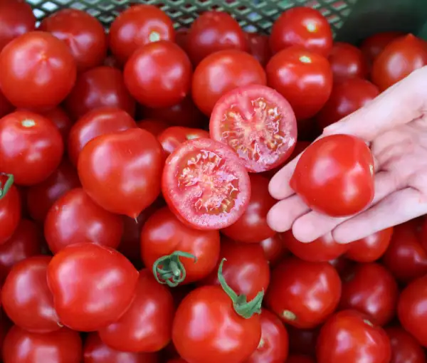 Tomaten: Ruthje rot