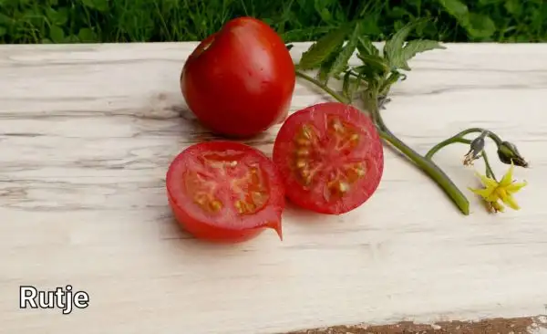 Tomaten: Rutje