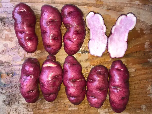 Kartoffeln: Südamerikanischer Fingerling