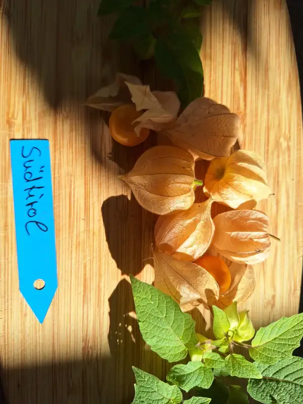 Physalis: Südtirol