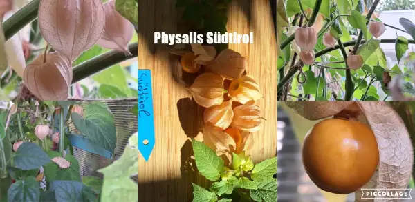 Physalis: Südtirol