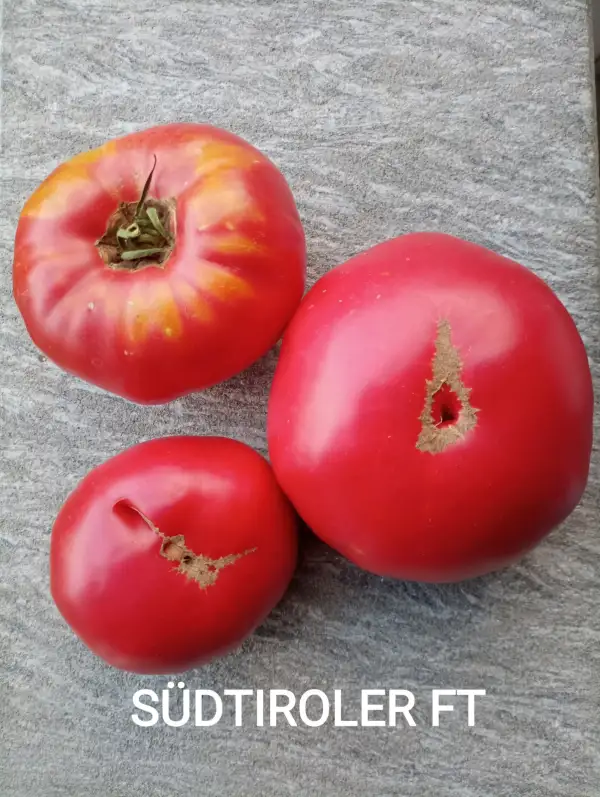 Tomaten: Südtiroler FT