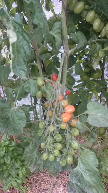 Tomaten: Süße Datteltomate